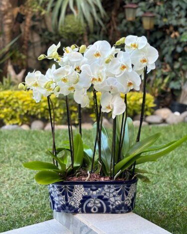 Cuna Talavera