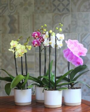 pronto En el nombre Suponer Envío De Orquídeas A Domicilio | Comprar Orquídeas Online