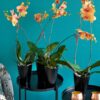 orquídeas regalo amiga