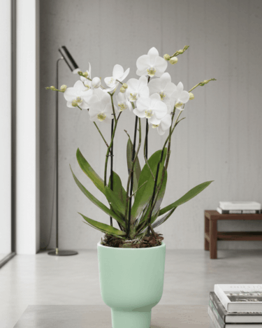 ¿Dónde comprar orquídeas CDMX?