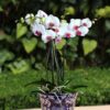 Flores para regalar