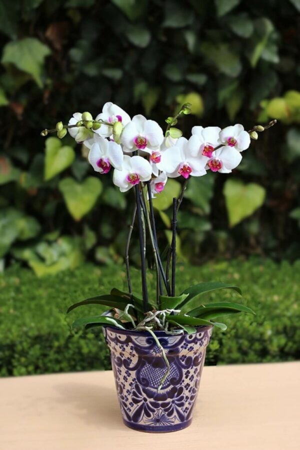 Flores para regalar