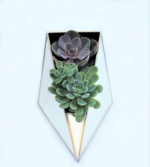 Terrarios de Cactus